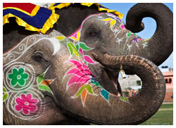 Elephant Festival Elephant Festival